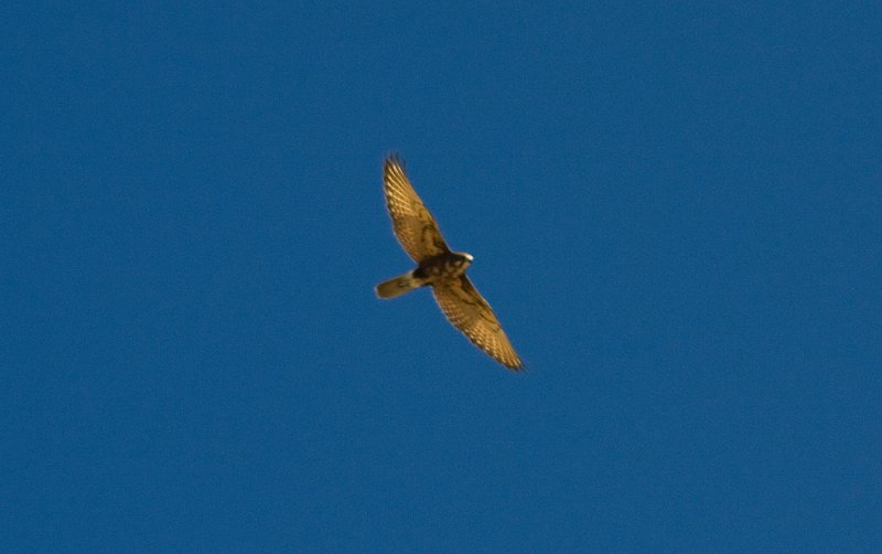 hawk (2).jpg